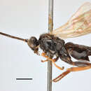 Image of Microgaster meridiana Haliday 1834