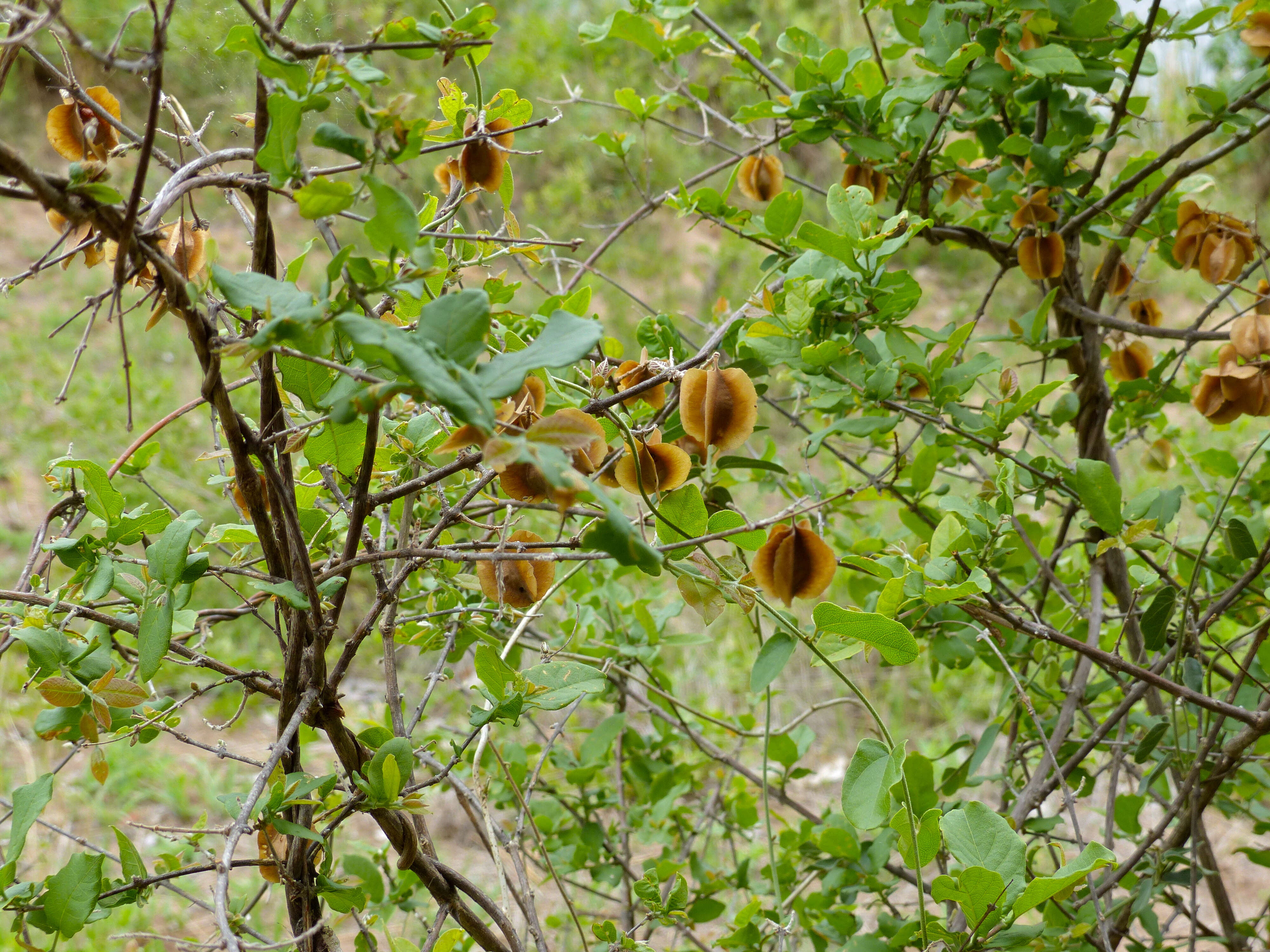 Imagem de Combretum mossambicense (Klotzsch) Engl.