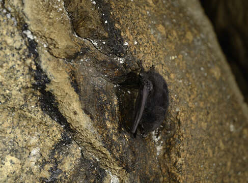 Image of Long-fingered Bats