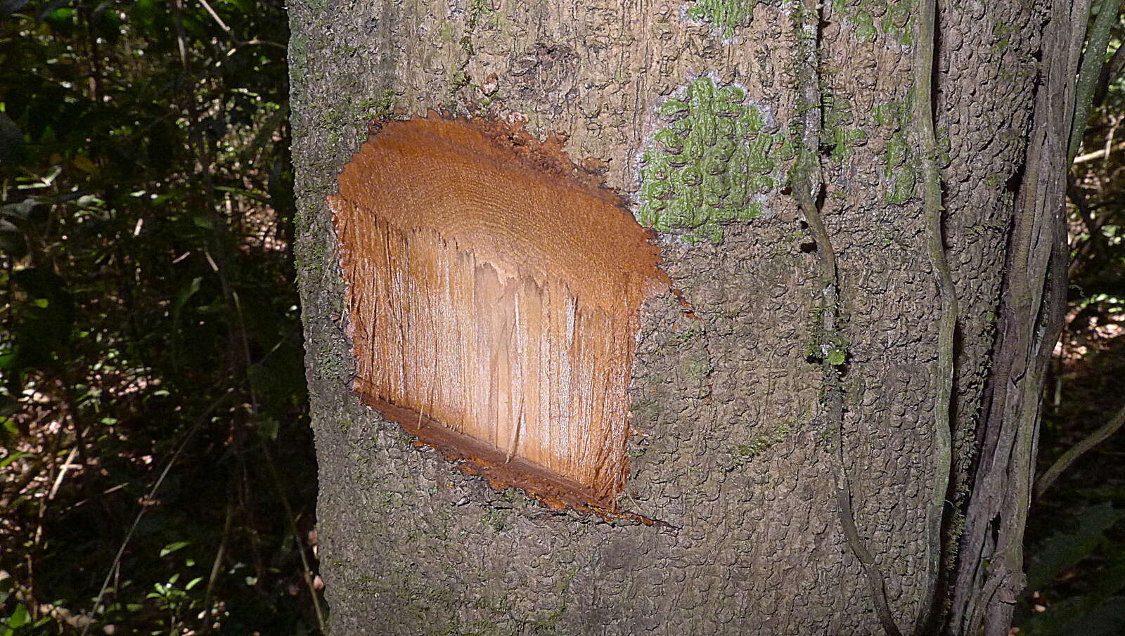 Plancia ëd Cordia acutifolia Fresen.