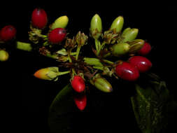 Image of Erythroxylum macrophyllum Cav.