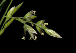 Image of Meadow Grasses