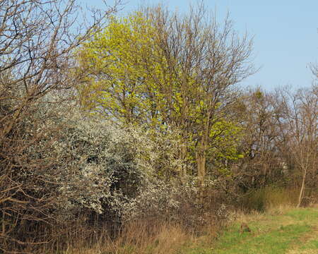 Image of Blackthorn