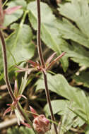 Image of old man's whiskers