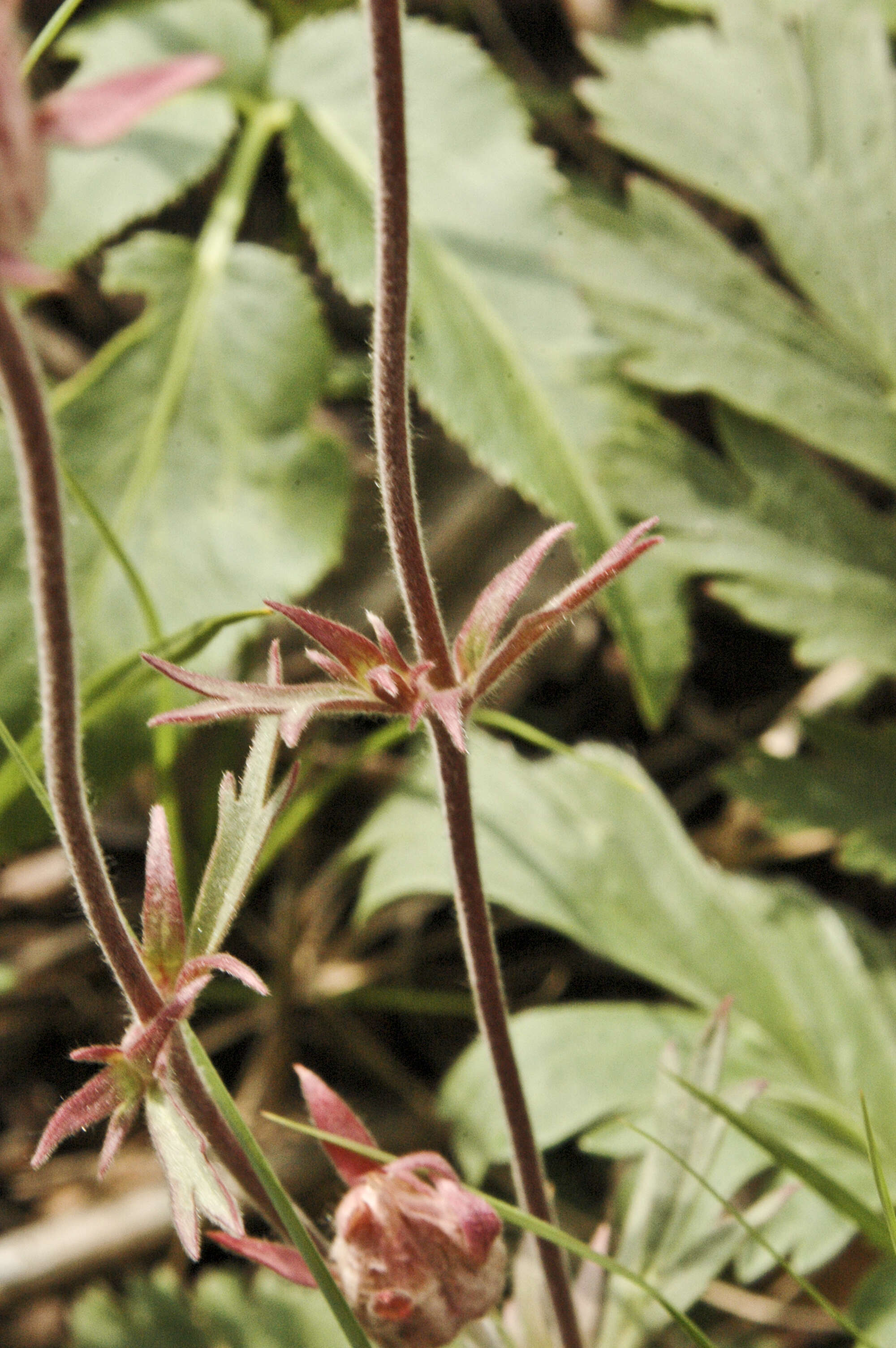 Image of old man's whiskers