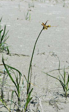 Image of bulrush