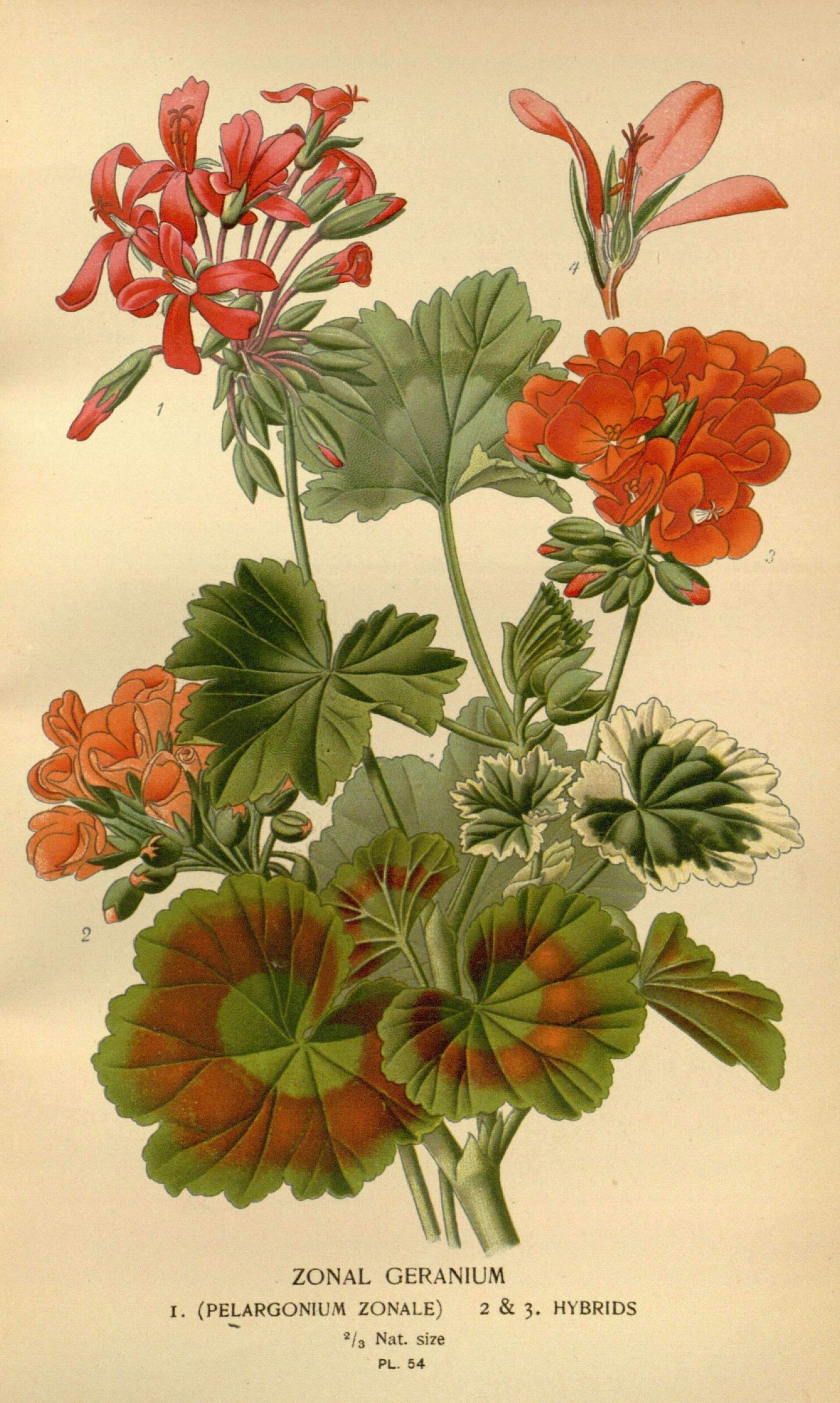 Image of horseshoe geranium