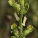 Image of Vella pseudocytisus subsp. pseudocytisus