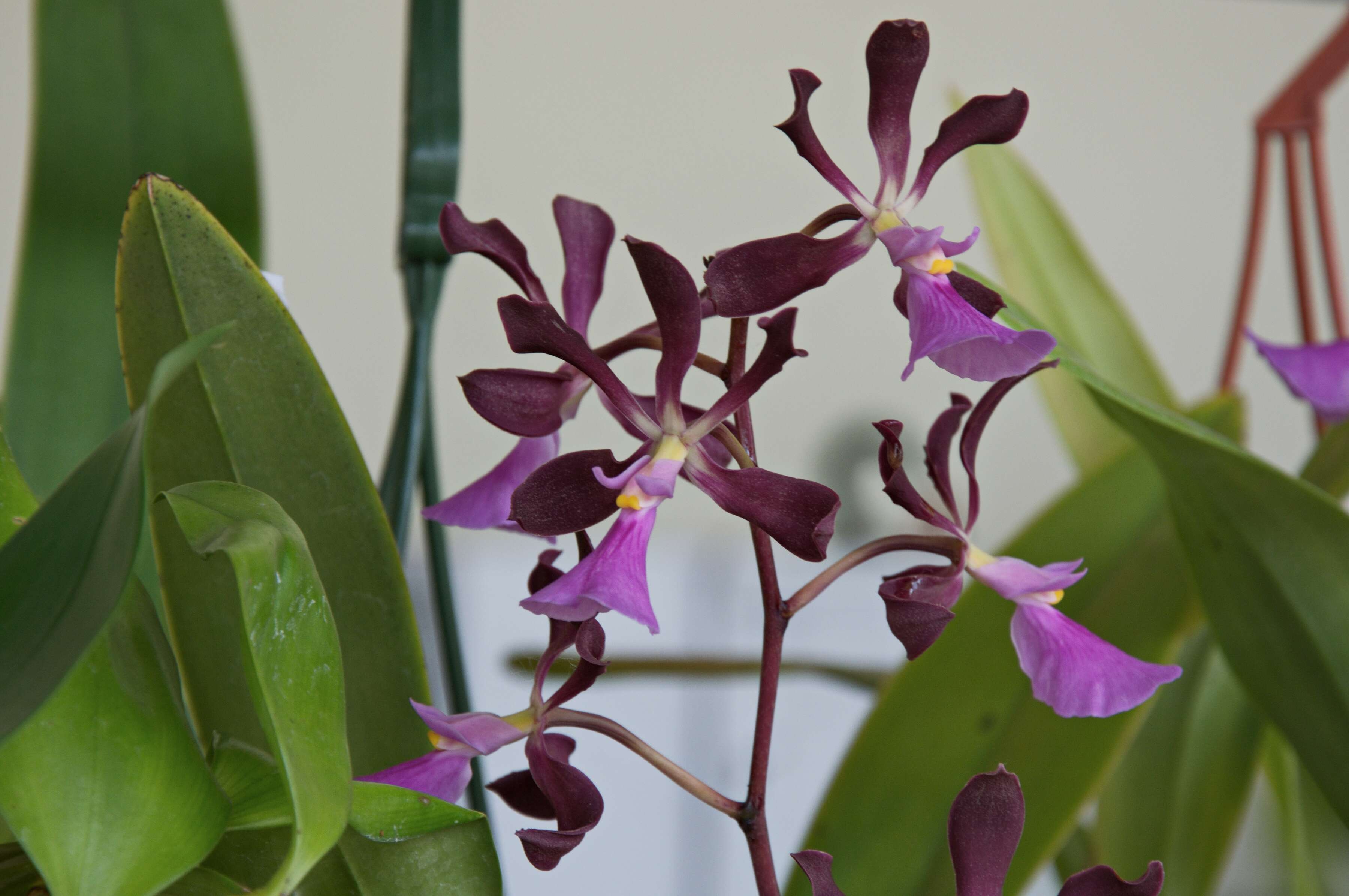 Image of butterfly orchid