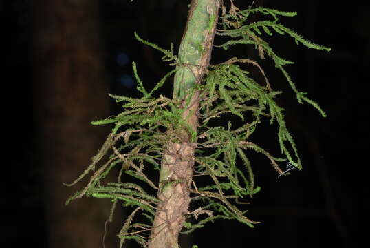 Image of Lopidium struthiopteris Fleischer 1908