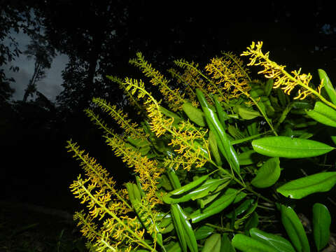 Image of Vochysia guatemalensis J. D. Smith