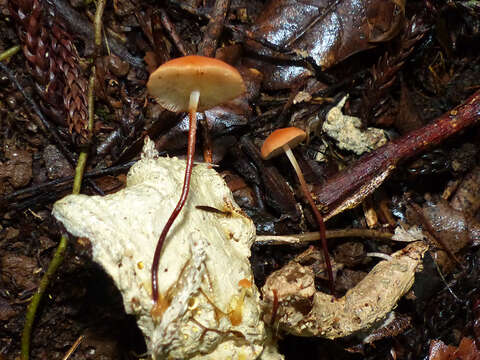 Image de Marasmius elegans (Cleland) Grgur. 1997