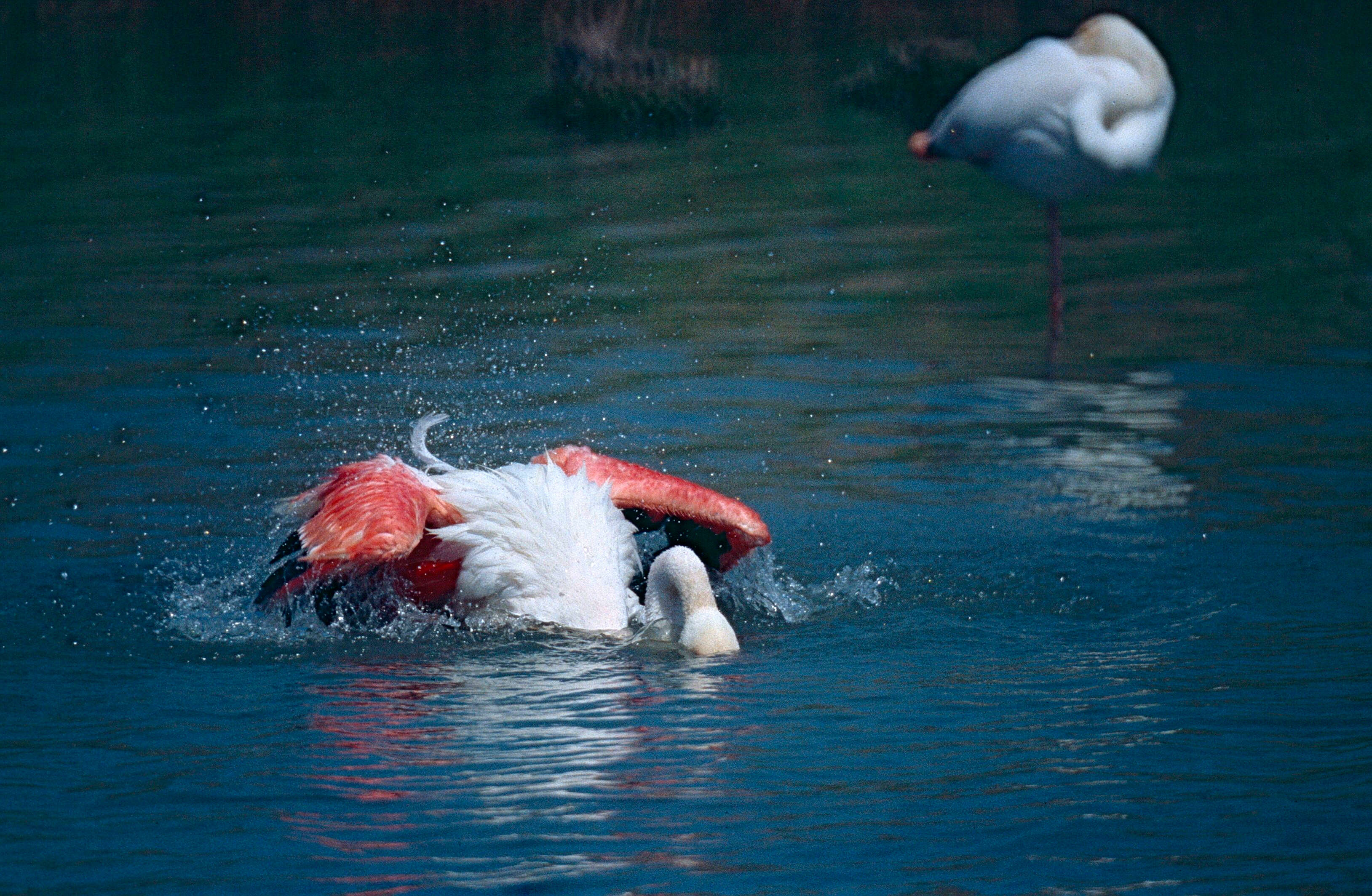 Imagem de Phoenicopterus roseus Pallas 1811