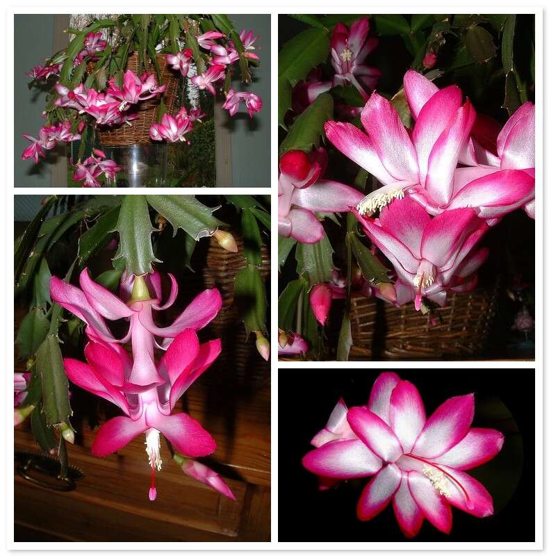 Plancia ëd Schlumbergera truncata (Haw.) Moran