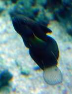 Image of Amblygobius stethophthalmus