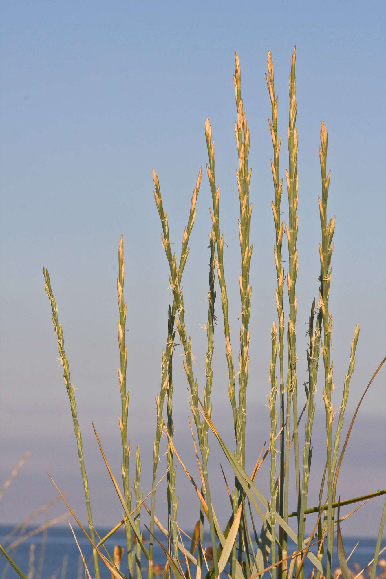 Image of wheatgrass