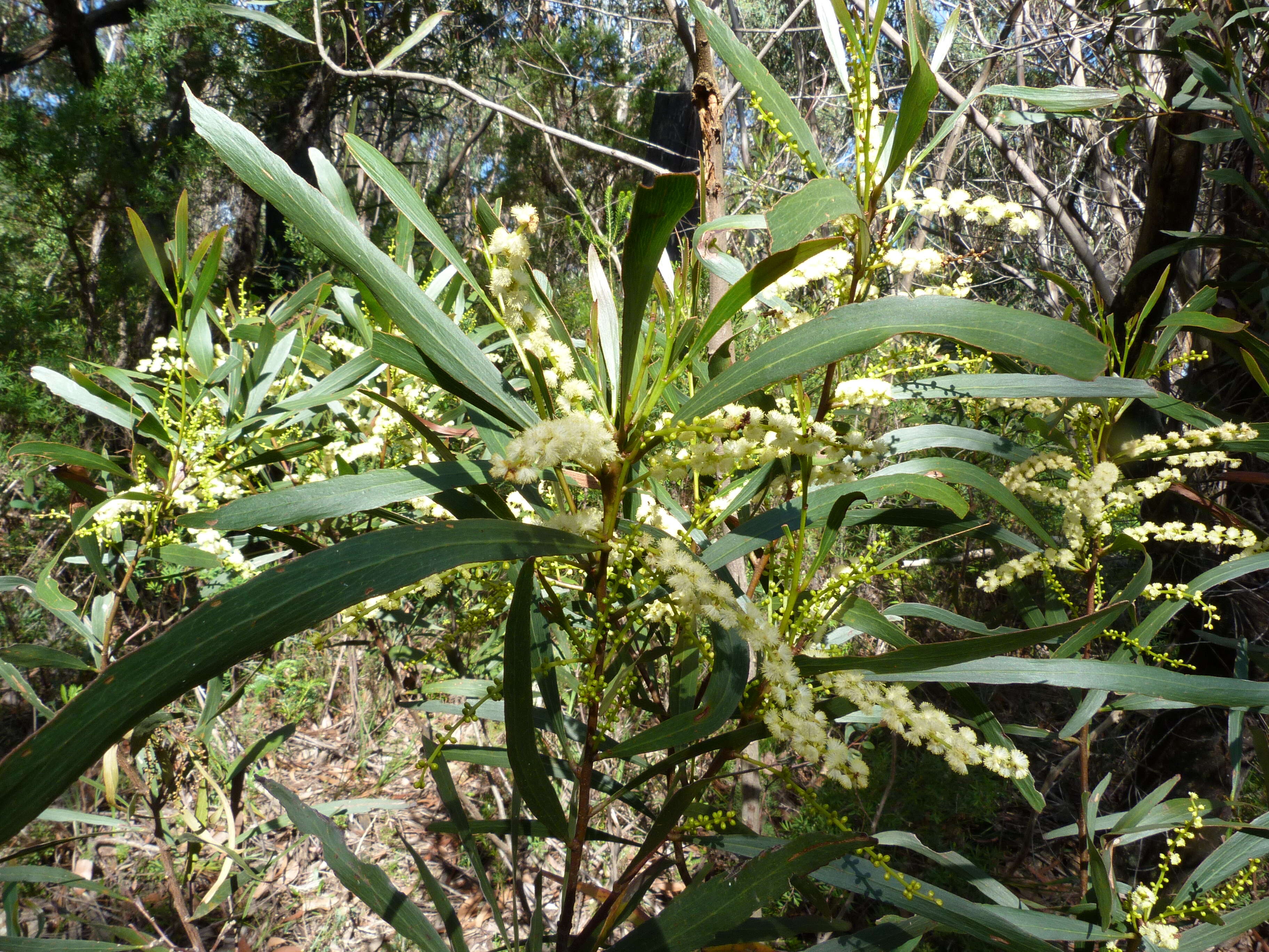 Image of Acacia obtusifolia A. Cunn.