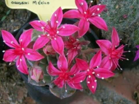 Image of Graptopetalum bellum (Moran & Meyran) D. R. Hunt