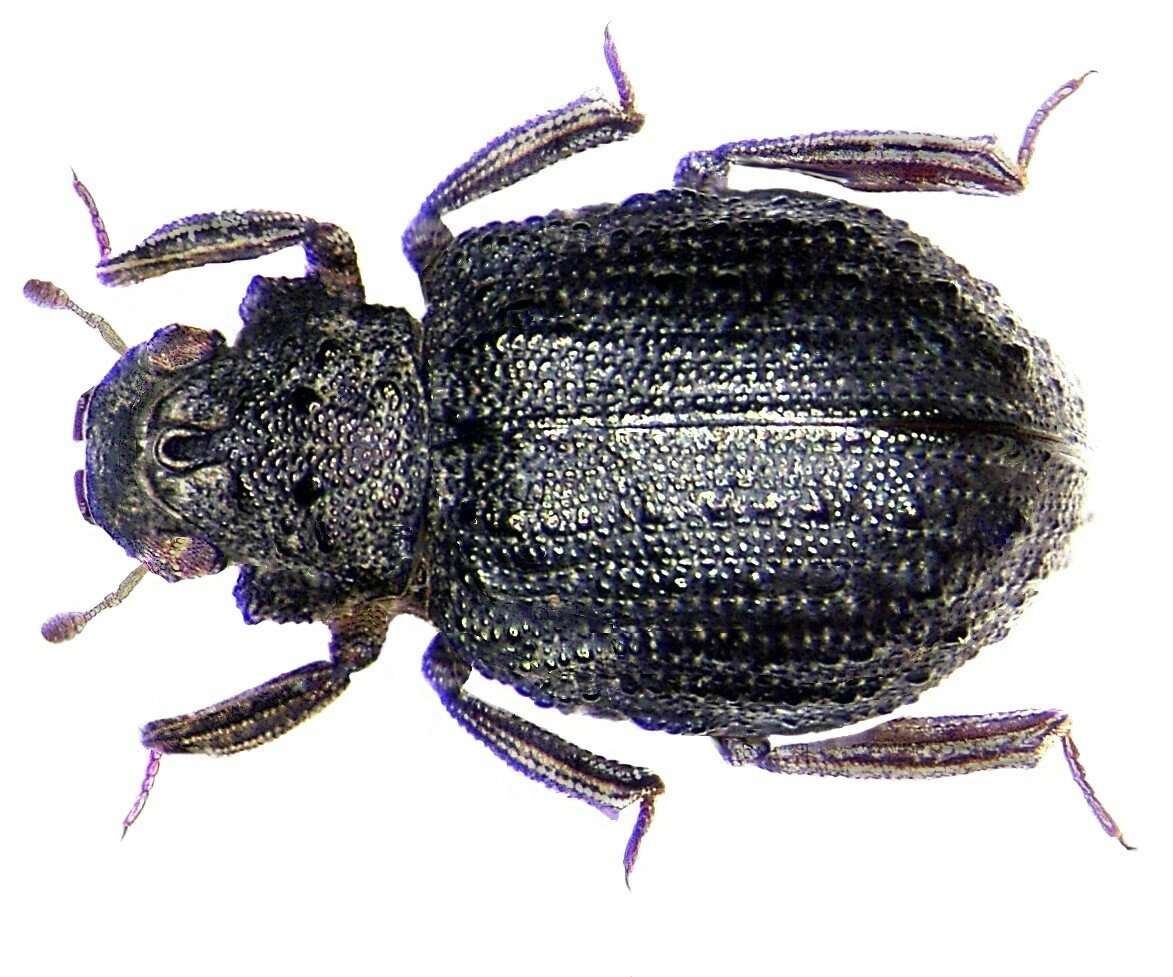 Image of Epimetopidae