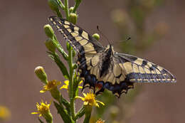 Image of Old World Swallowtail