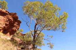 Image of Eucalyptus miniata A. Cunn. ex Schau.