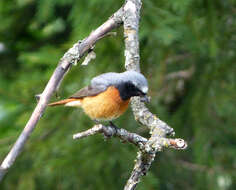 Image of Common Redstart