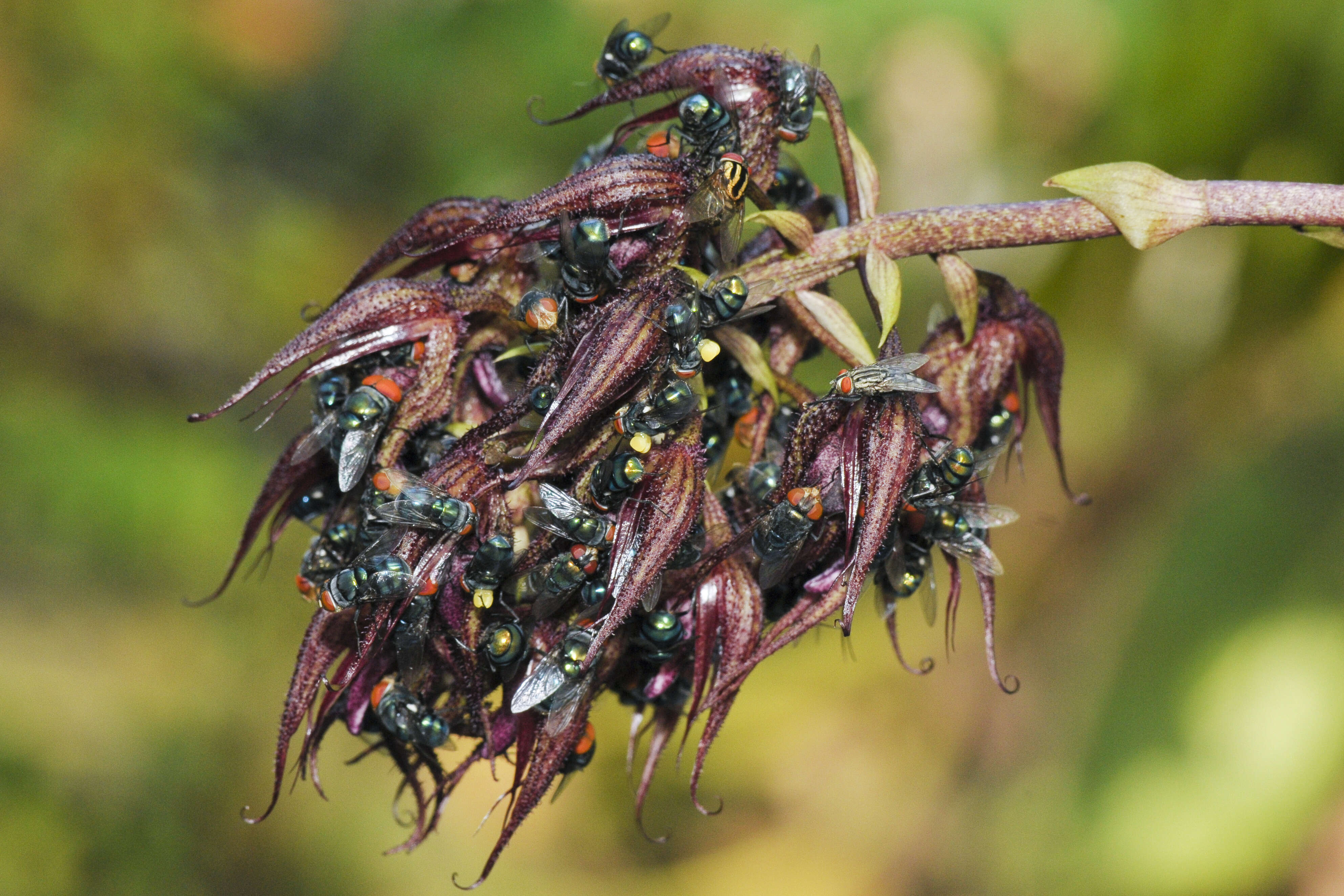 Image of Bulbophyllum lasianthum Lindl.