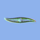 Image of Pleurosigma angulatum