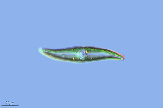 Image de Pleurosigma angulatum