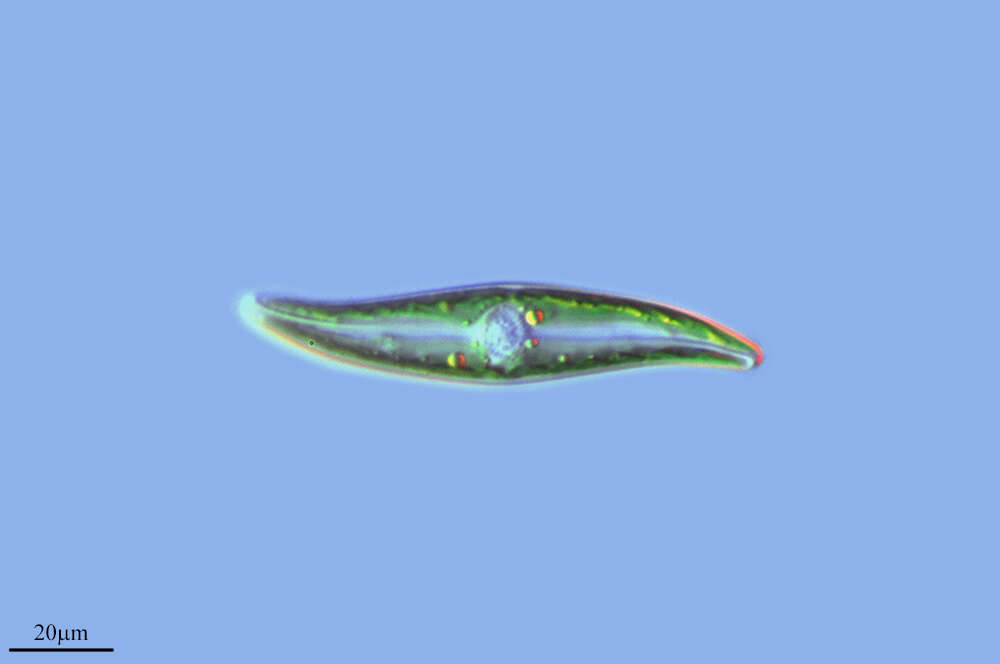 Image of Pleurosigma angulatum