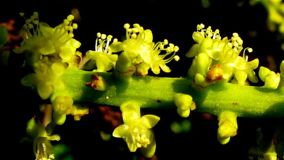 Image of Coccoloba arborescens (Vell.) Howard