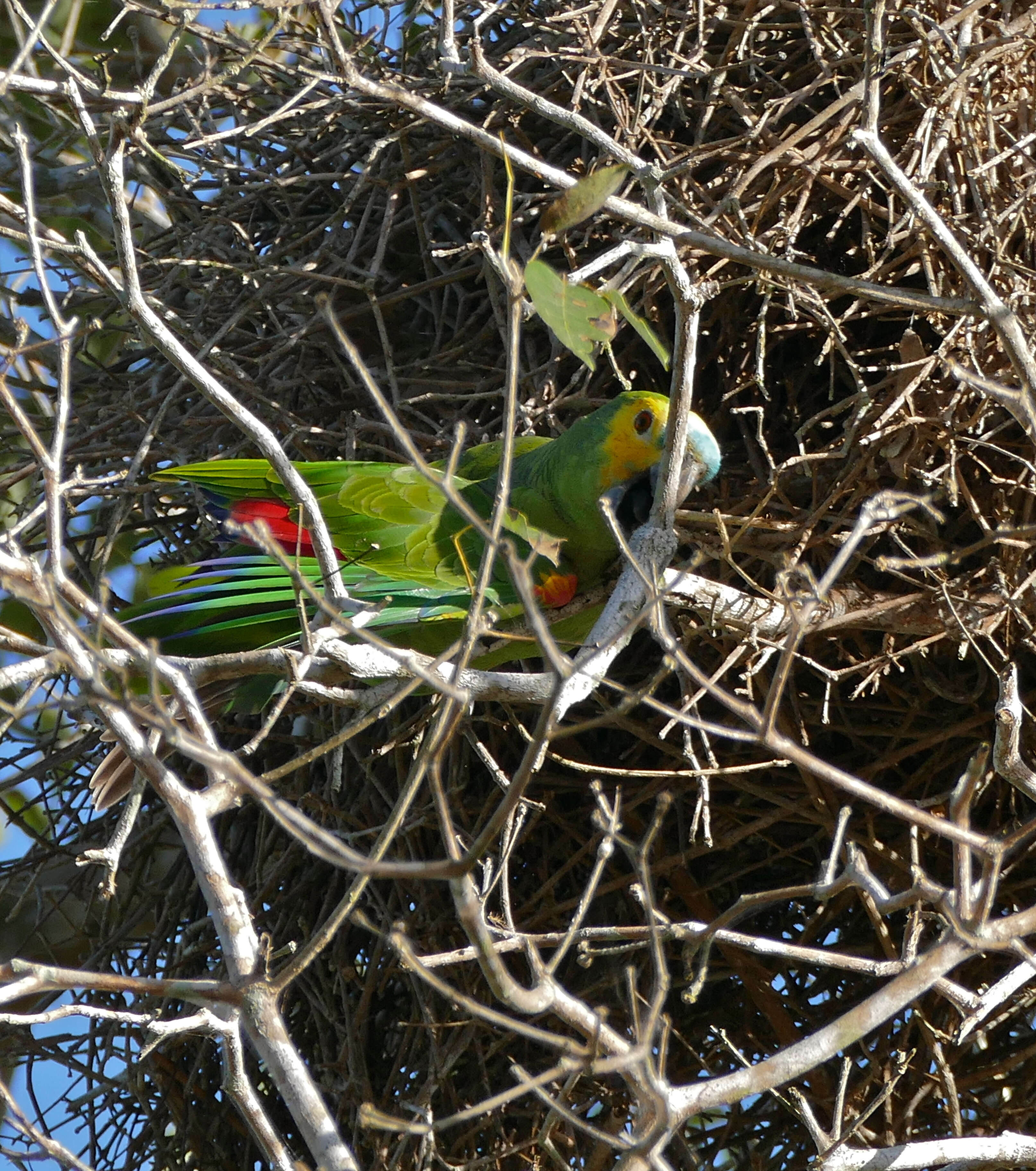 Image of Amazon parrots