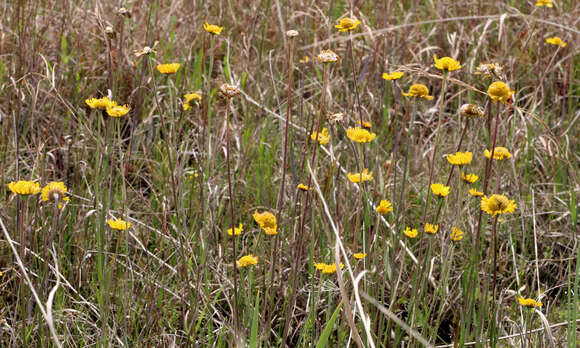 Image of southeastern sneezeweed