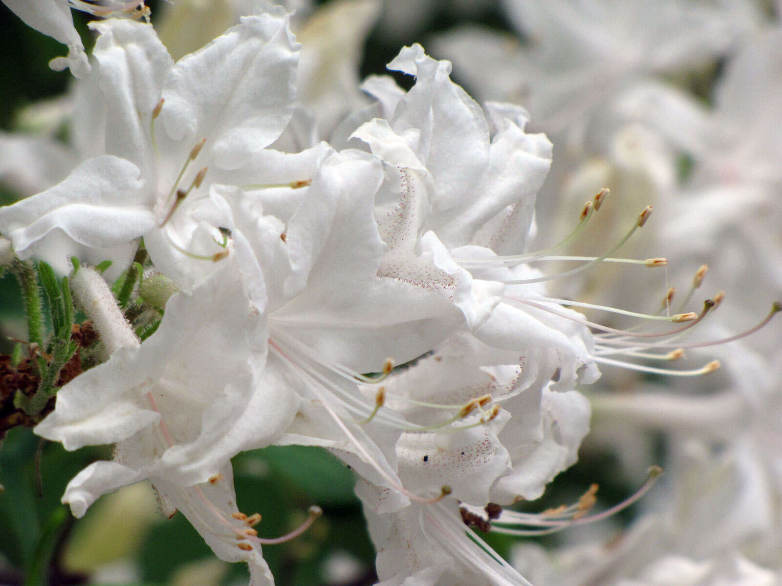 صورة Rhododendron oblongifolium (Small) Millais