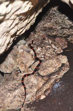 Image of Snail-eating Thirst Snake