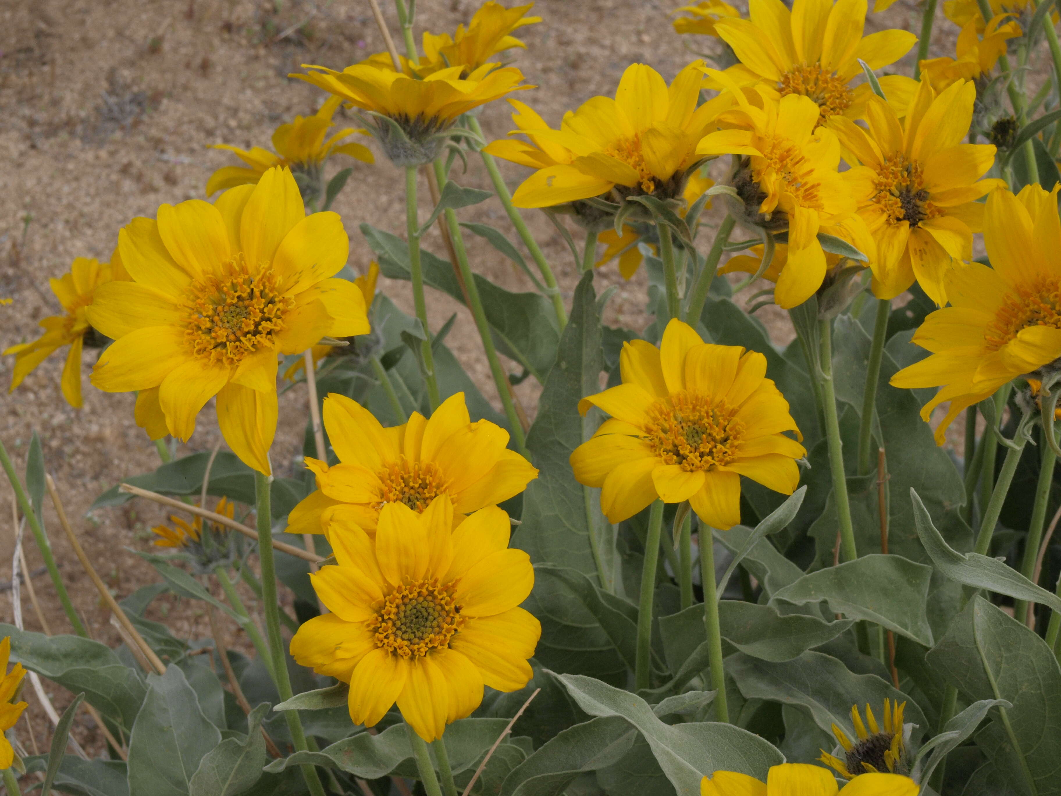 Image de Balsamorhiza