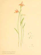 Image of pogonia