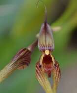 صورة Bulbophyllum biflorum Teijsm. & Binn.