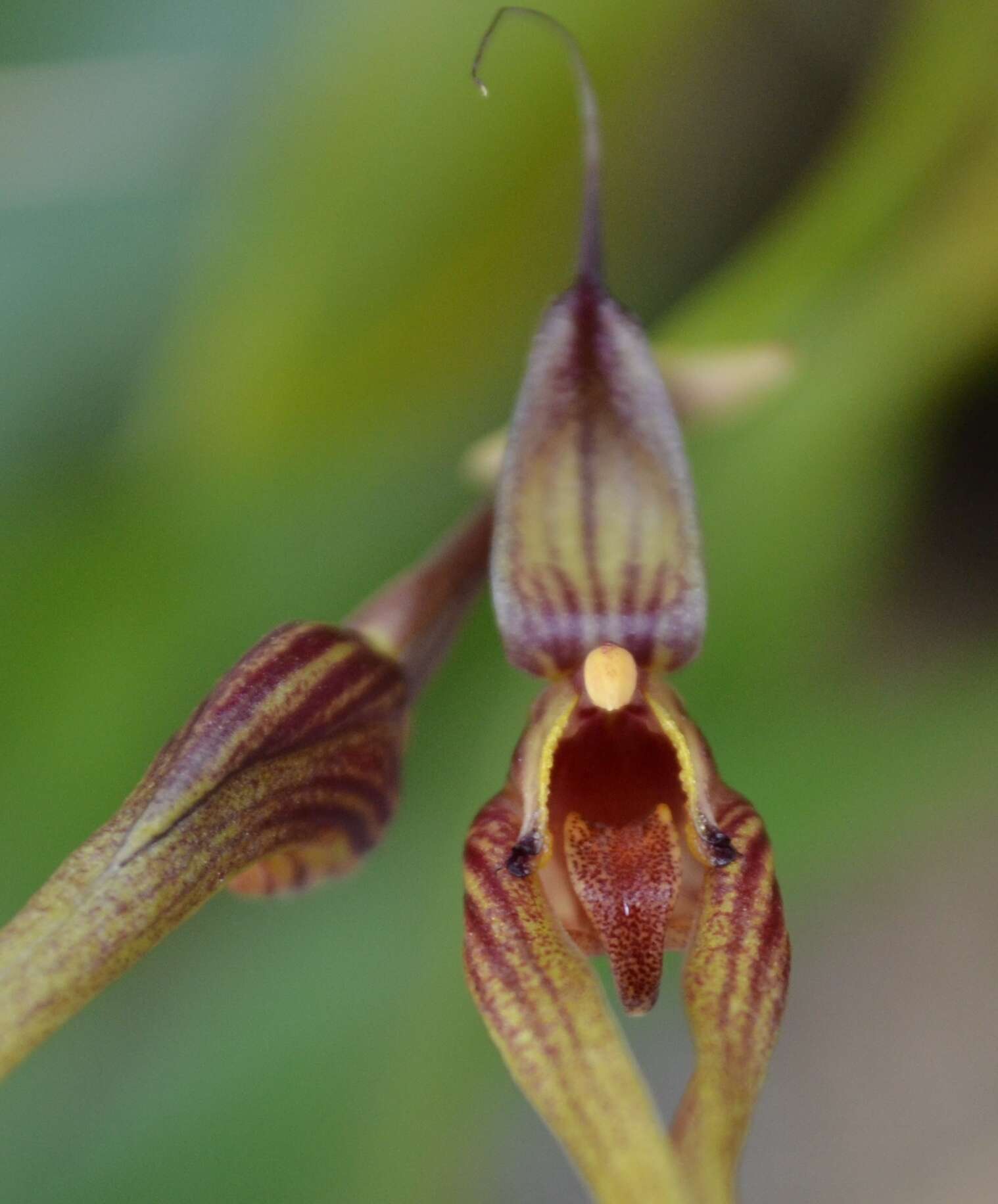 صورة Bulbophyllum biflorum Teijsm. & Binn.