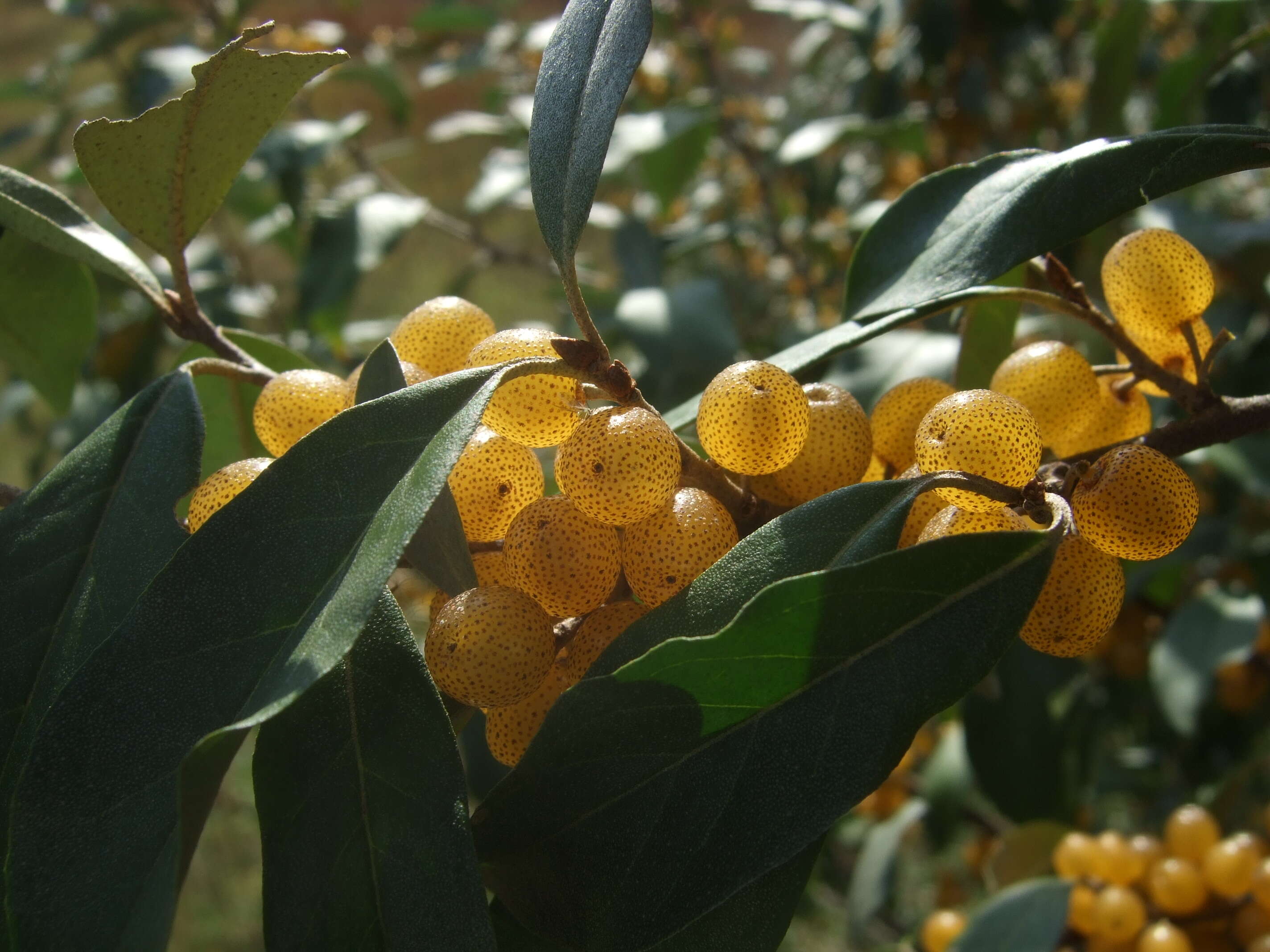 Image of autumn olive