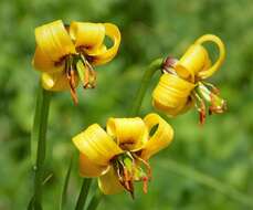 Image of Lilium albanicum Griseb.