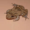 Image of Mato Grosso Snouted Treefrog