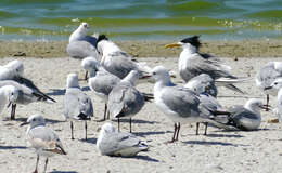 Image of Crested Tern