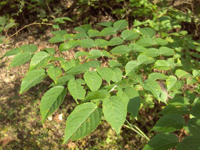 Image of spikenard