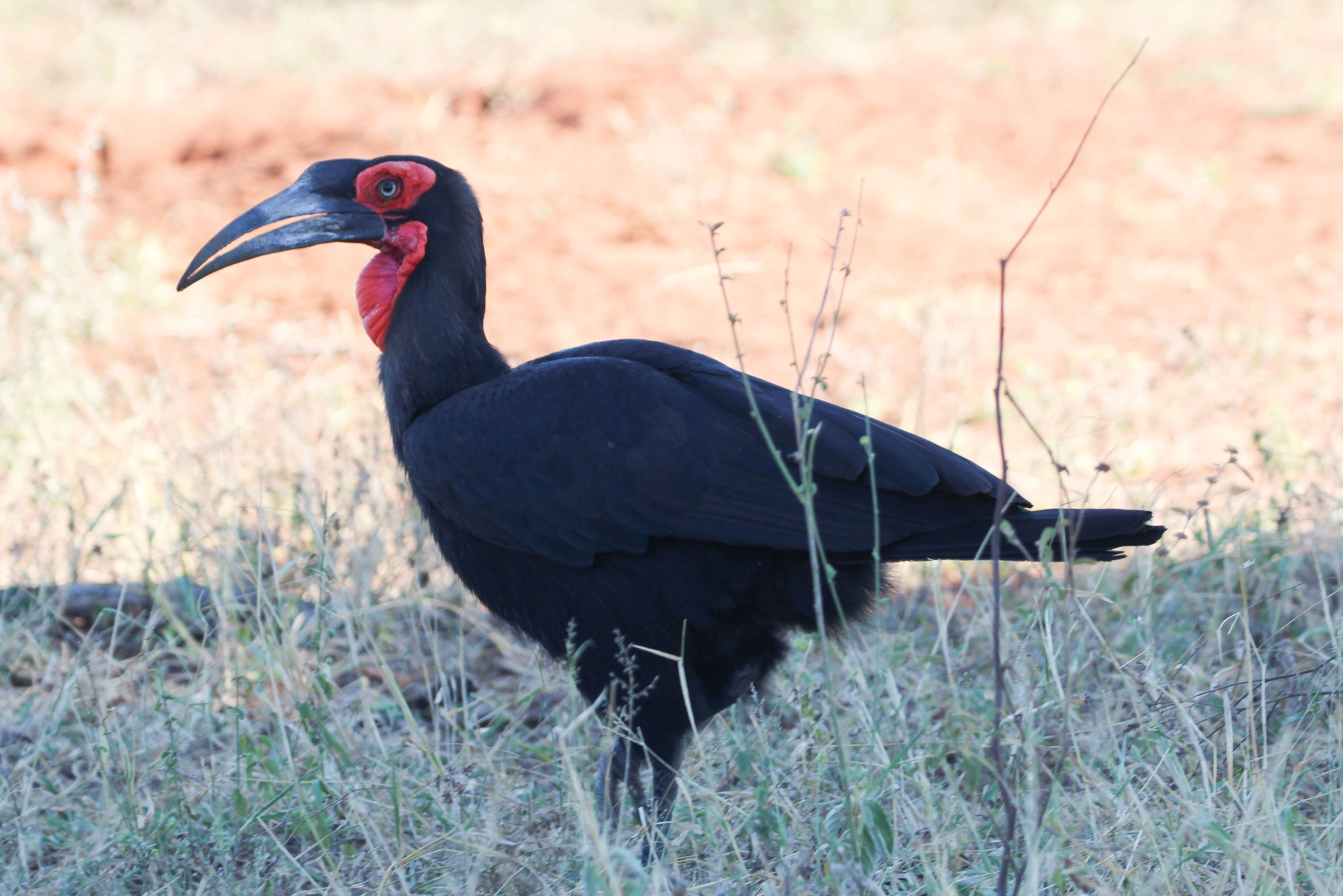 Imagem de Bucorvus leadbeateri (Vigors 1825)