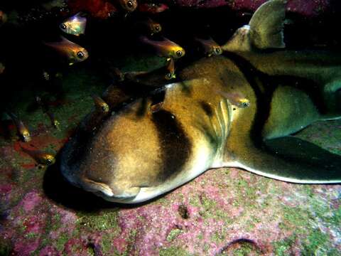 Image of Port Jackson Shark