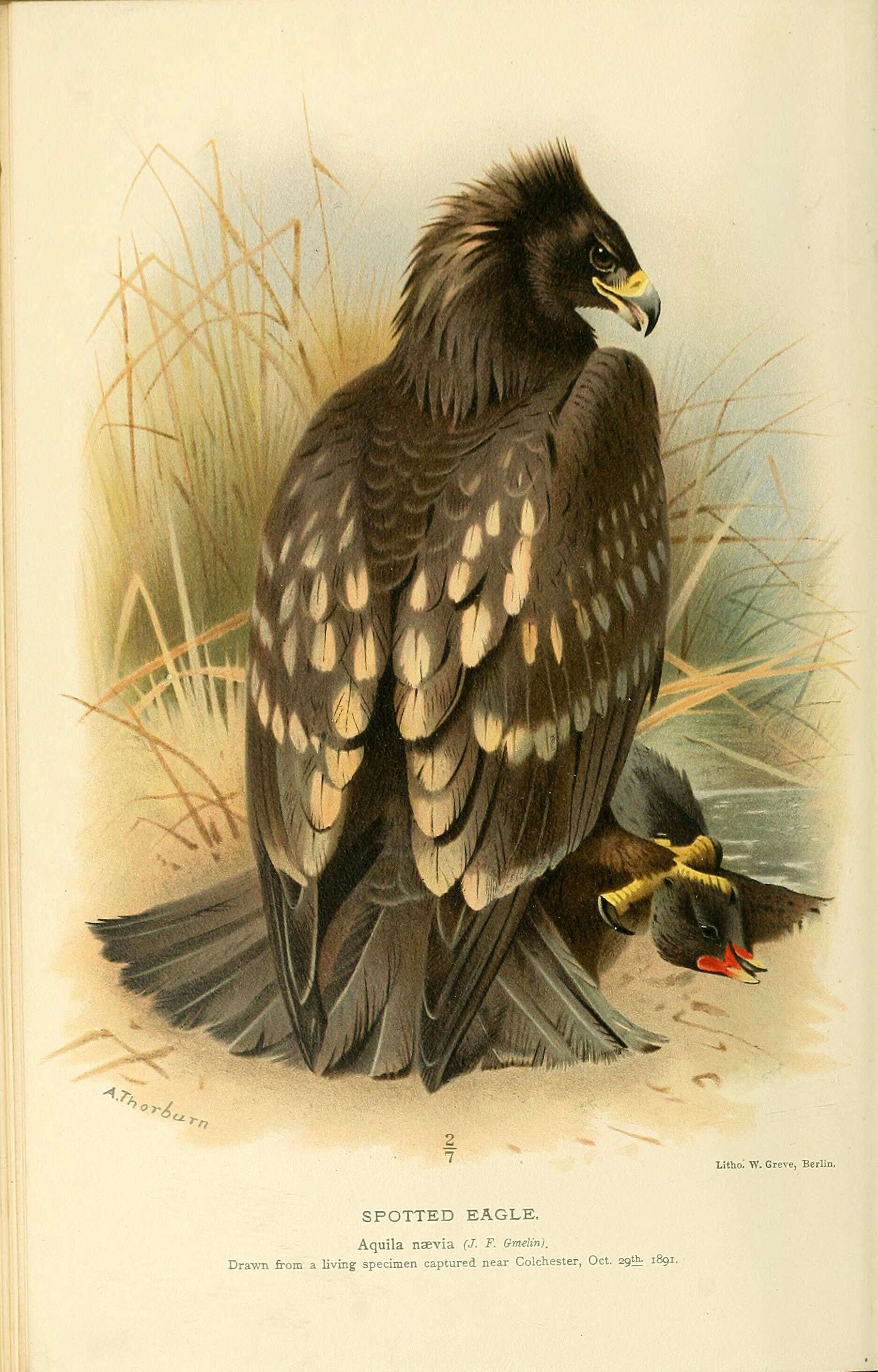Image of Aquila