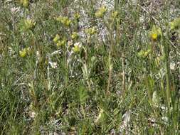 Image of Potentilla jepsonii Ertter