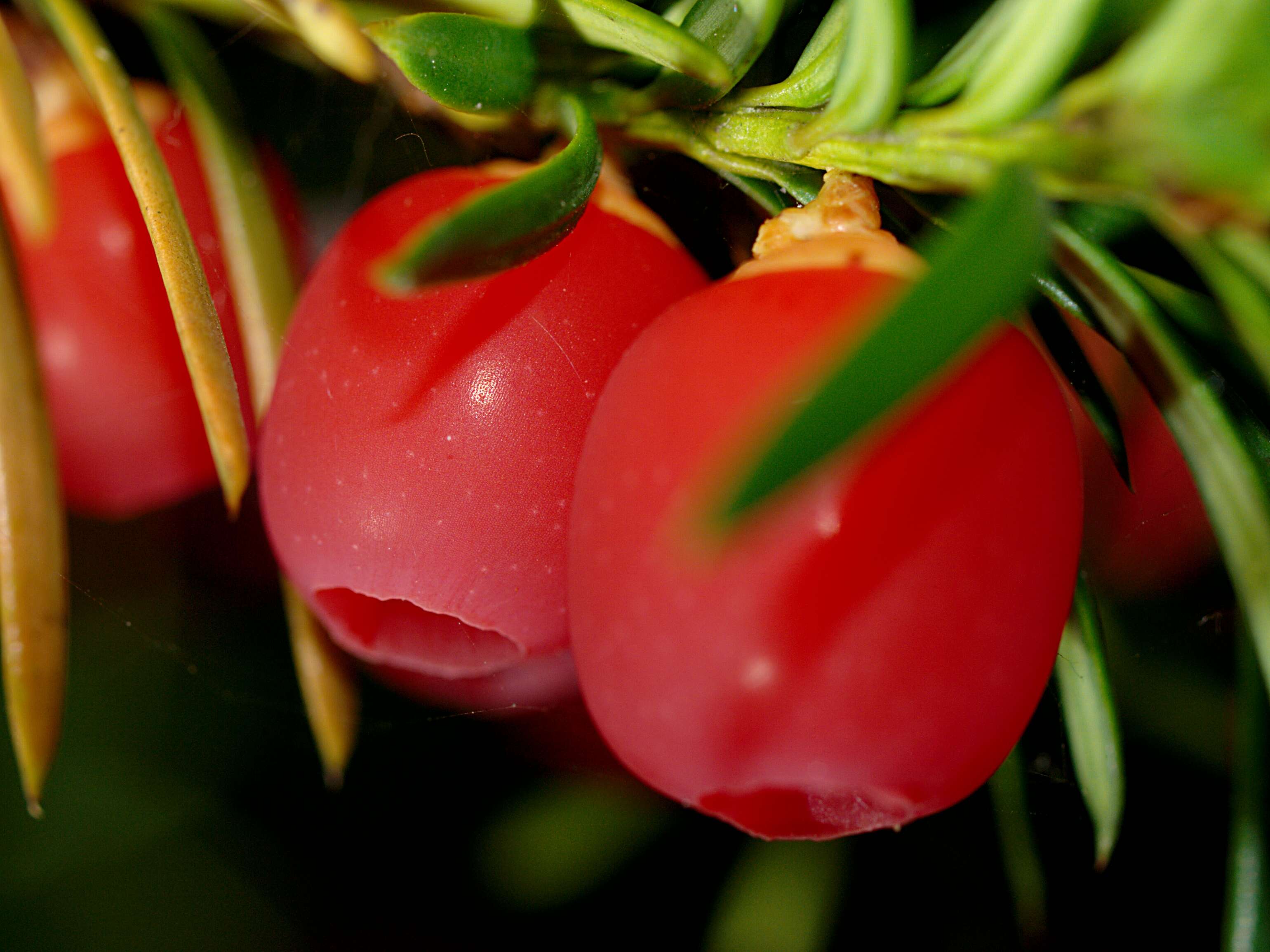 Image of English yew