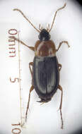 Image de Calathus (Neocalathus) melanocephalus (Linnaeus 1758)